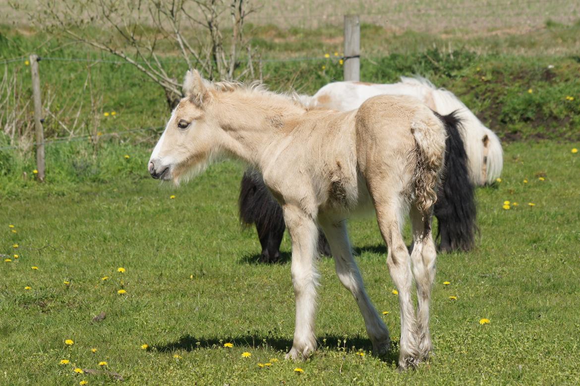 Irish Cob Hauge´s Dusty Cream billede 3