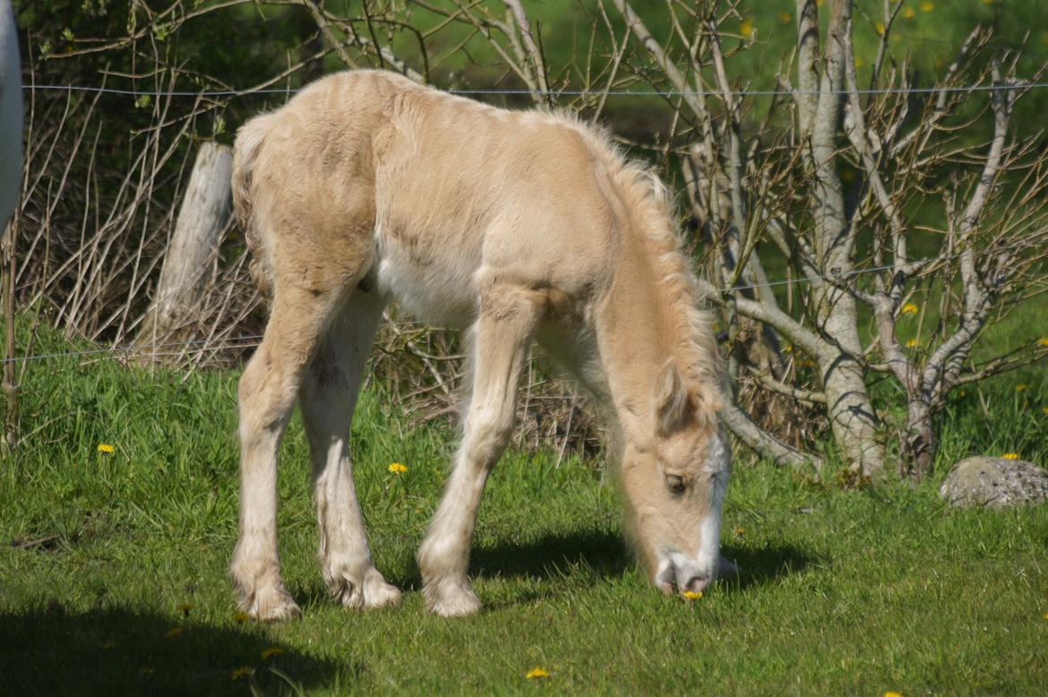 Irish Cob Hauge´s Dusty Cream billede 7