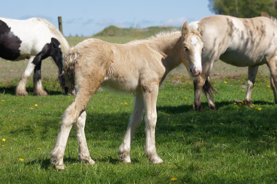 Irish Cob Hauge´s Dusty Cream billede 5