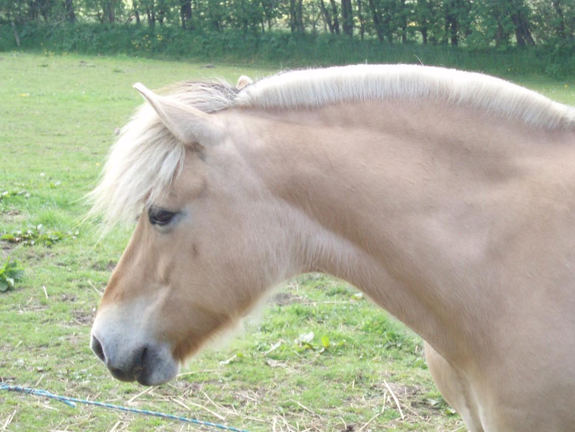 Fjordhest LINDEGAARDS ZARINA - 21 Maj 2015 billede 39
