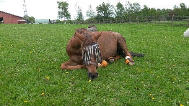 Dansk Varmblod Lunds Intermezzo - Med flotte orange klokker på :) billede 6