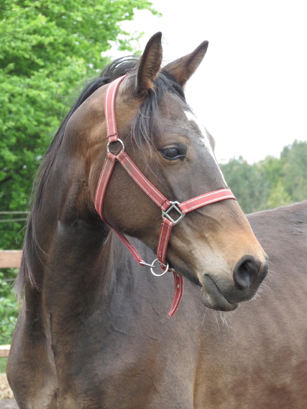 Anden særlig race Albæks Dusty billede 1