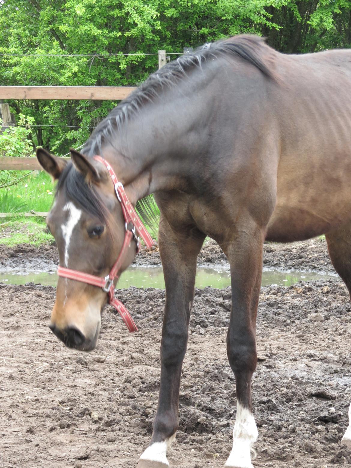 Anden særlig race Albæks Dusty billede 3