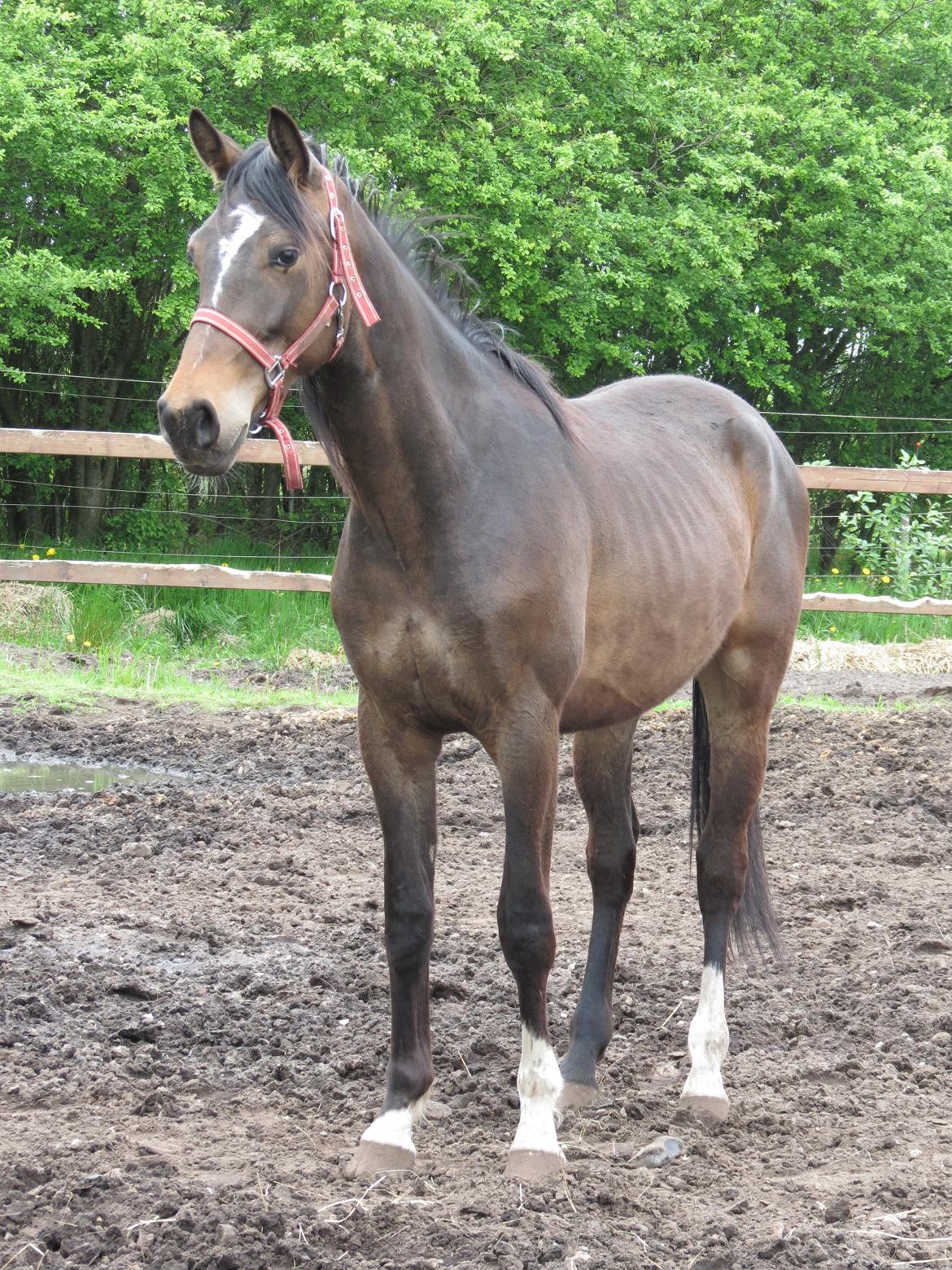 Anden særlig race Albæks Dusty billede 4