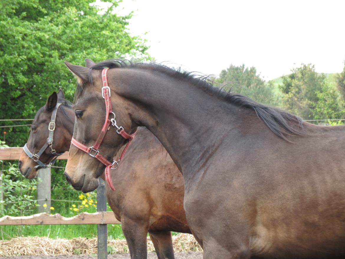 Anden særlig race Albæks Dusty billede 2