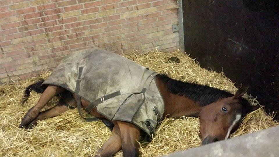 Pinto Araber MariBos Wish Me Spots (AKA Lillebror) - En træt lille heste-mand. Det må have været en lang og hård dag ude på folden :-P billede 19