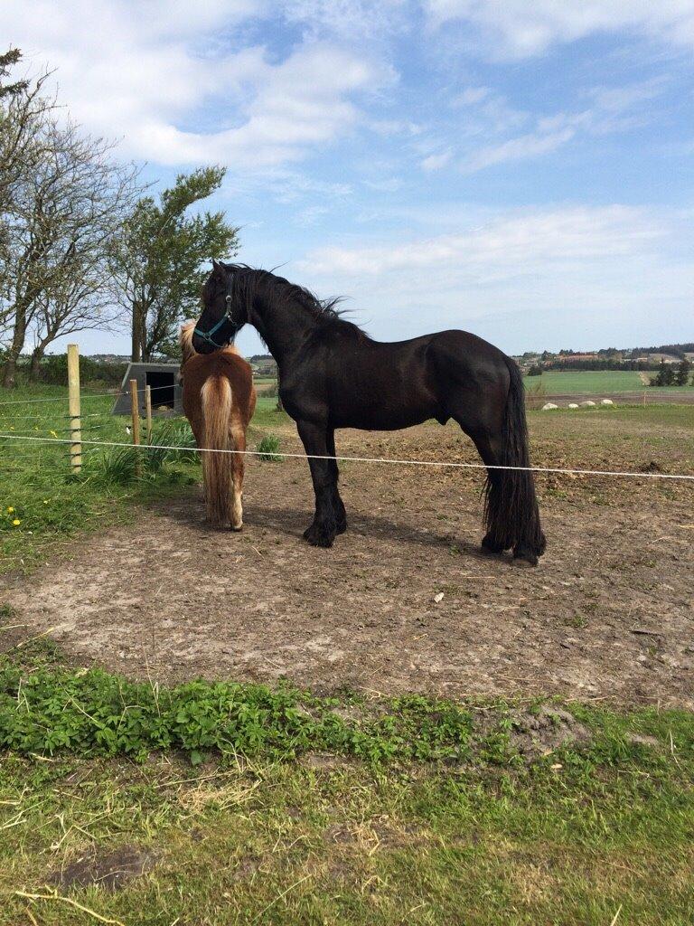 Frieser Oege S billede 12