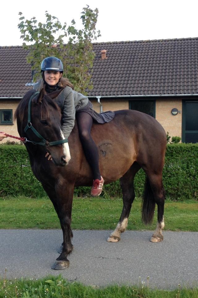 Oldenborg Højskovens Tinto  - Anden gang jeg sad på ham😍 billede 4