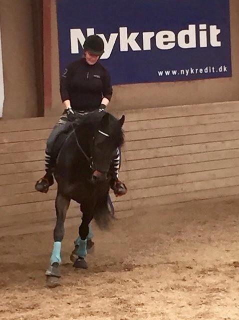 Anden særlig race Lineda billede 11