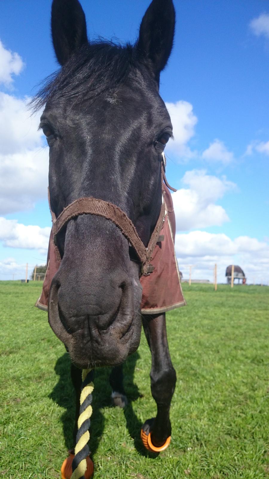 Oldenborg Bastian Af Regal - Foråret 2015 😘 billede 18