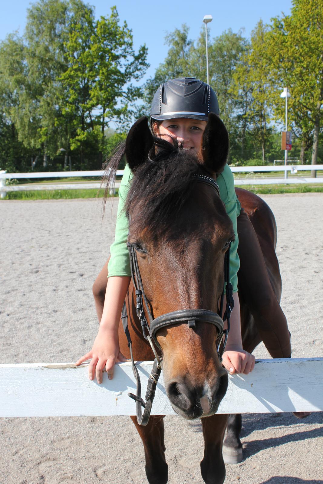 Anden særlig race Kashmina billede 8
