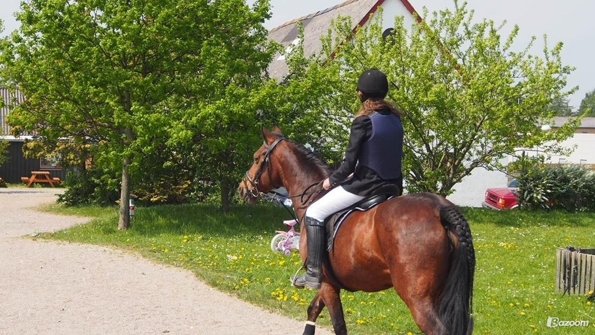 Anden særlig race Kashmina billede 20