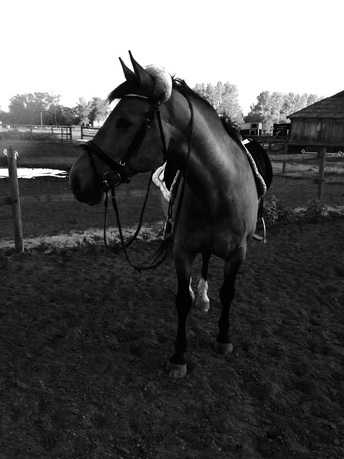 Hollandsk Varmblod Ravel billede 12