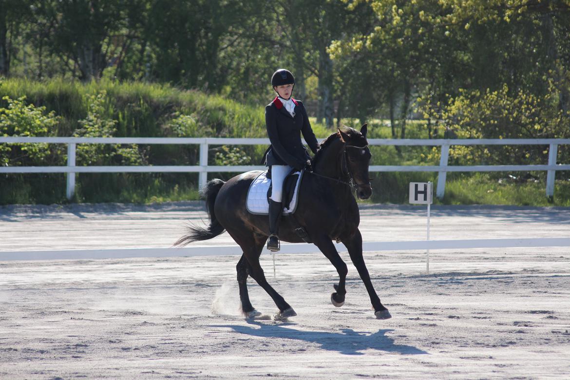 Anden særlig race Bastian billede 20