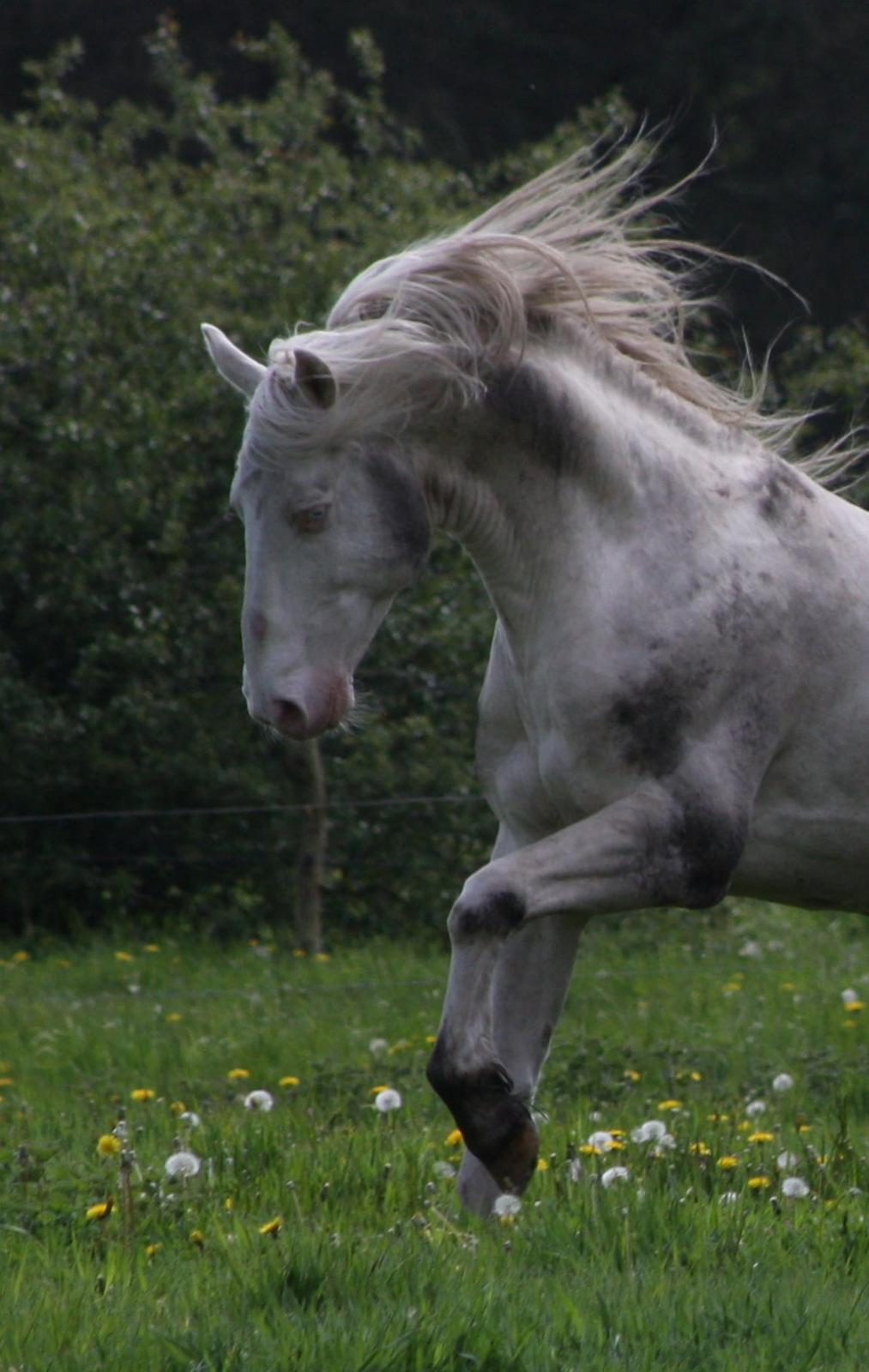 Palomino Mr. Blue Eyes billede 1