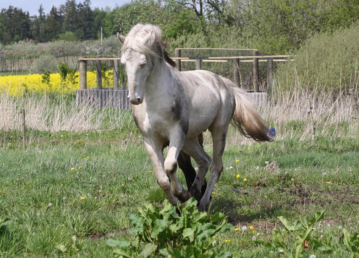 Palomino Mr. Blue Eyes billede 24