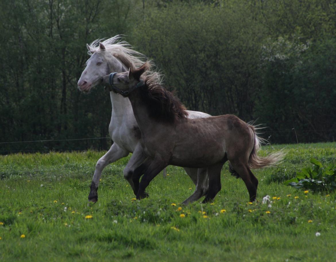 Palomino Mr. Blue Eyes billede 26