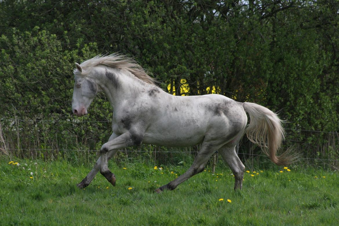 Palomino Mr. Blue Eyes billede 19