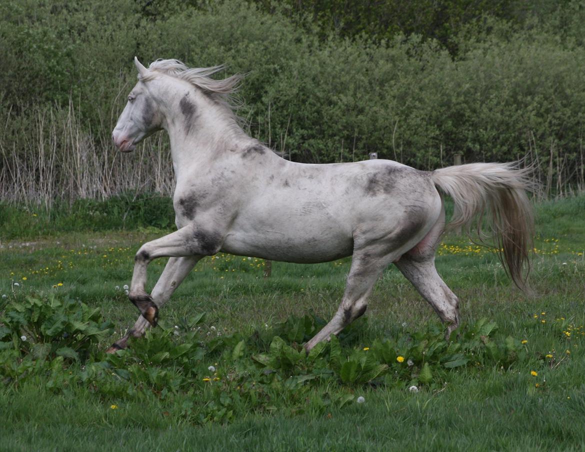 Palomino Mr. Blue Eyes billede 3