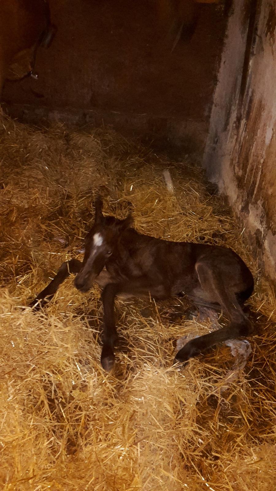 DSP Bjerring's day-dream billede 18