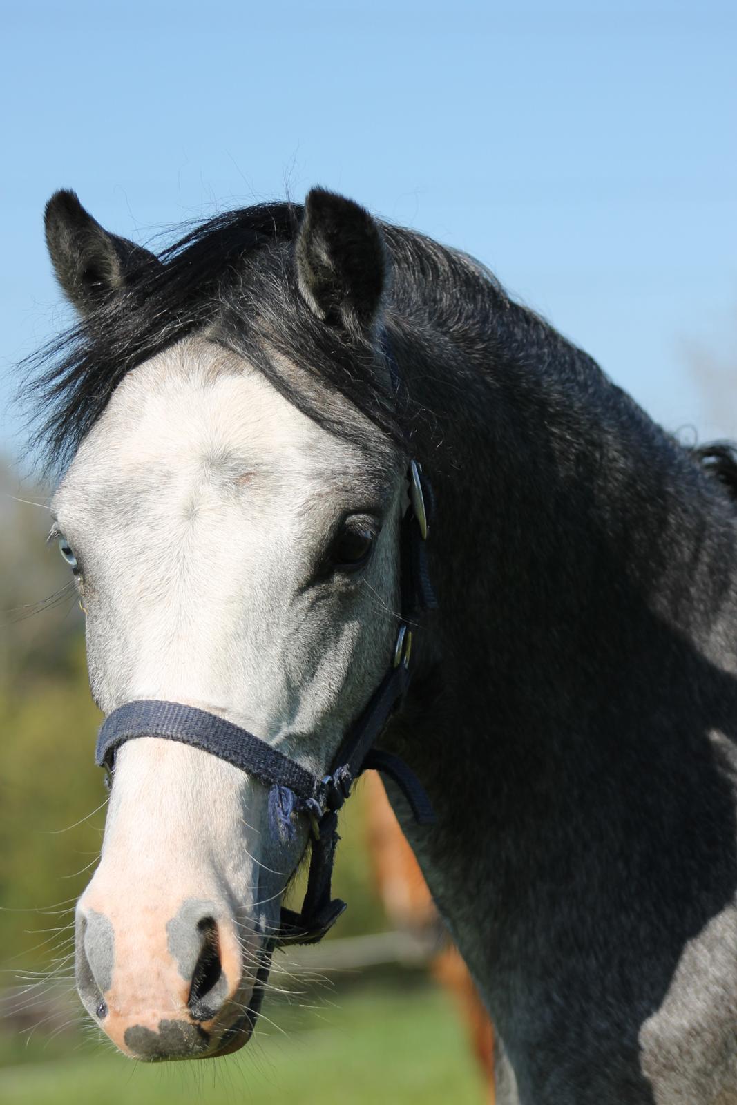 Welsh Mountain (sec A) Fakla Annabell billede 6