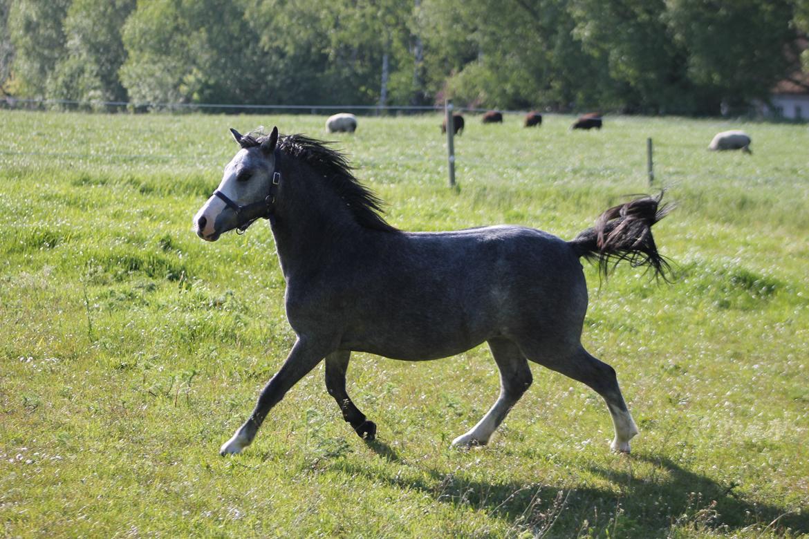 Welsh Mountain (sec A) Fakla Annabell billede 5