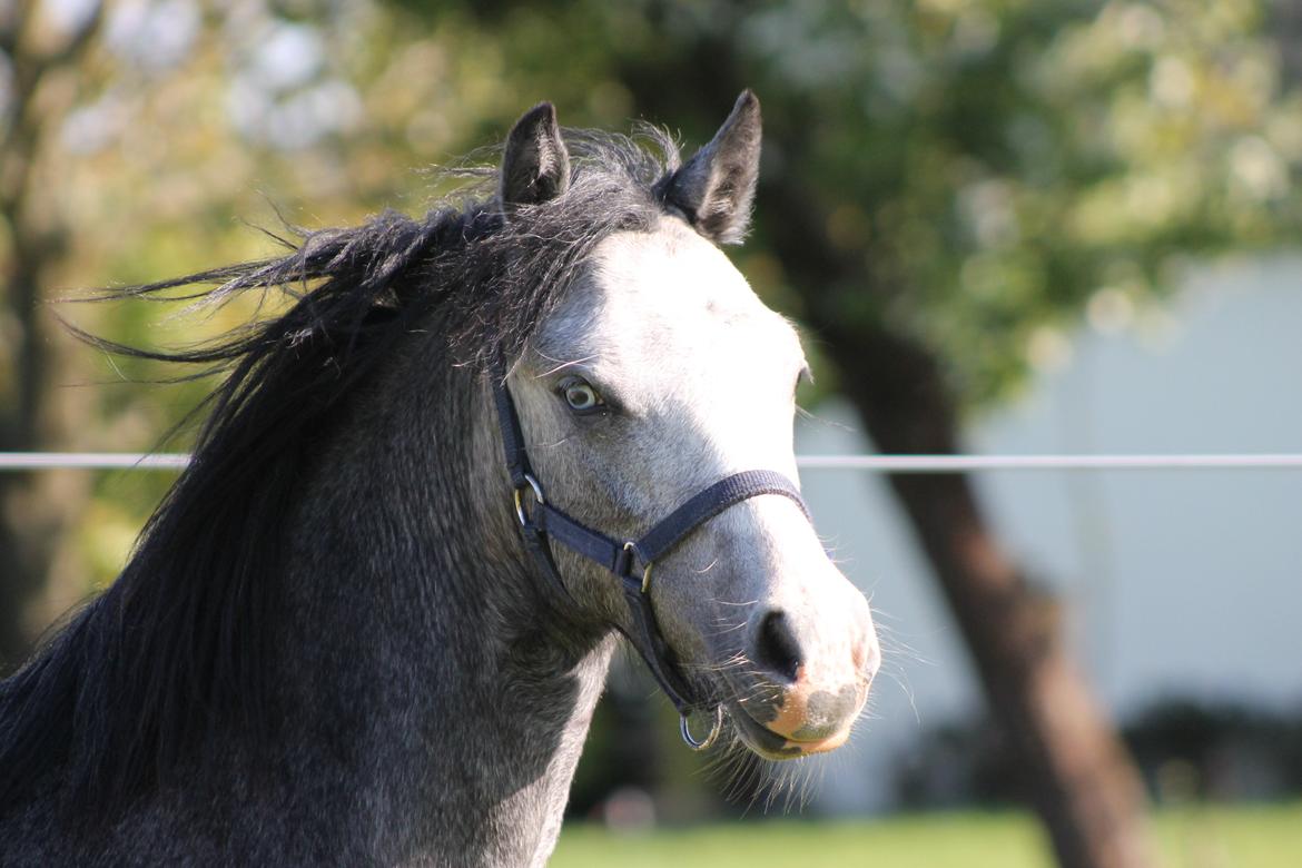 Welsh Mountain (sec A) Fakla Annabell billede 14