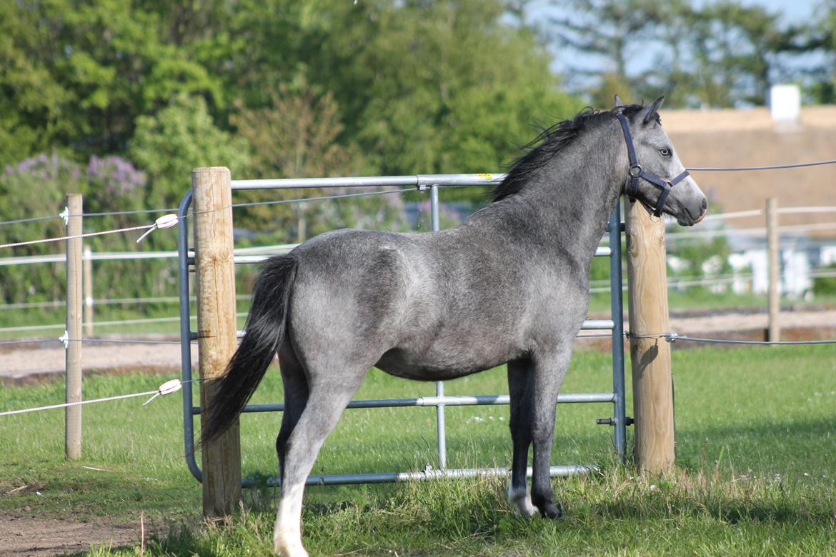 Welsh Mountain (sec A) Fakla Annabell billede 8