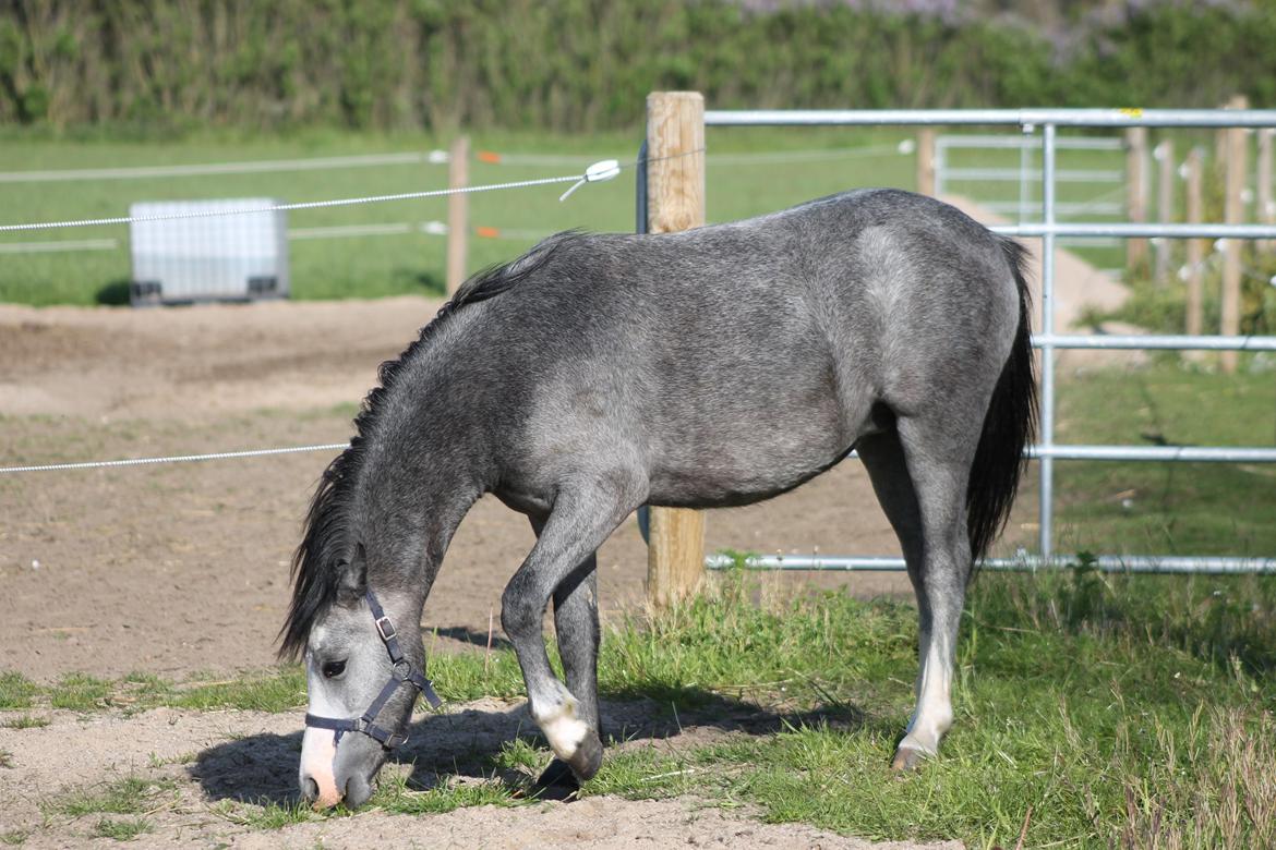 Welsh Mountain (sec A) Fakla Annabell billede 10