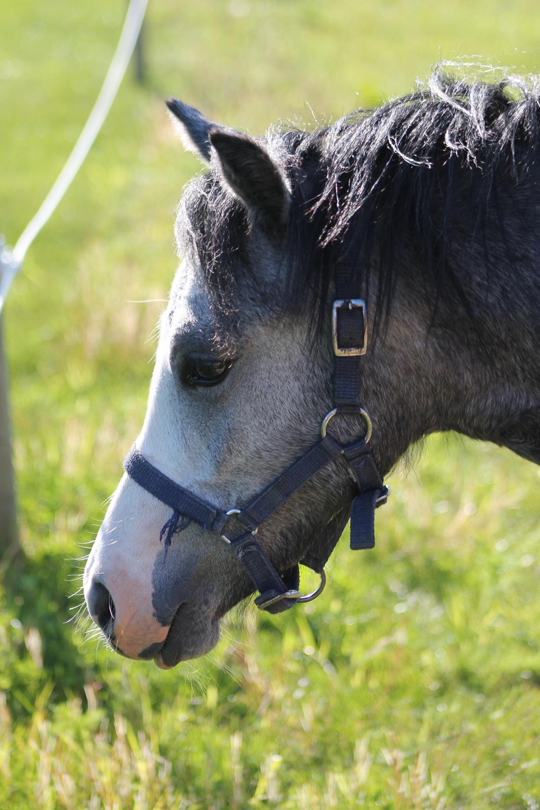 Welsh Mountain (sec A) Fakla Annabell billede 11