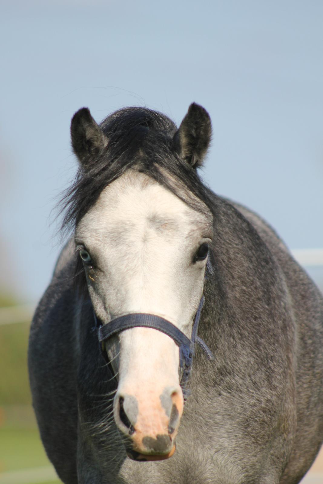 Welsh Mountain (sec A) Fakla Annabell billede 9