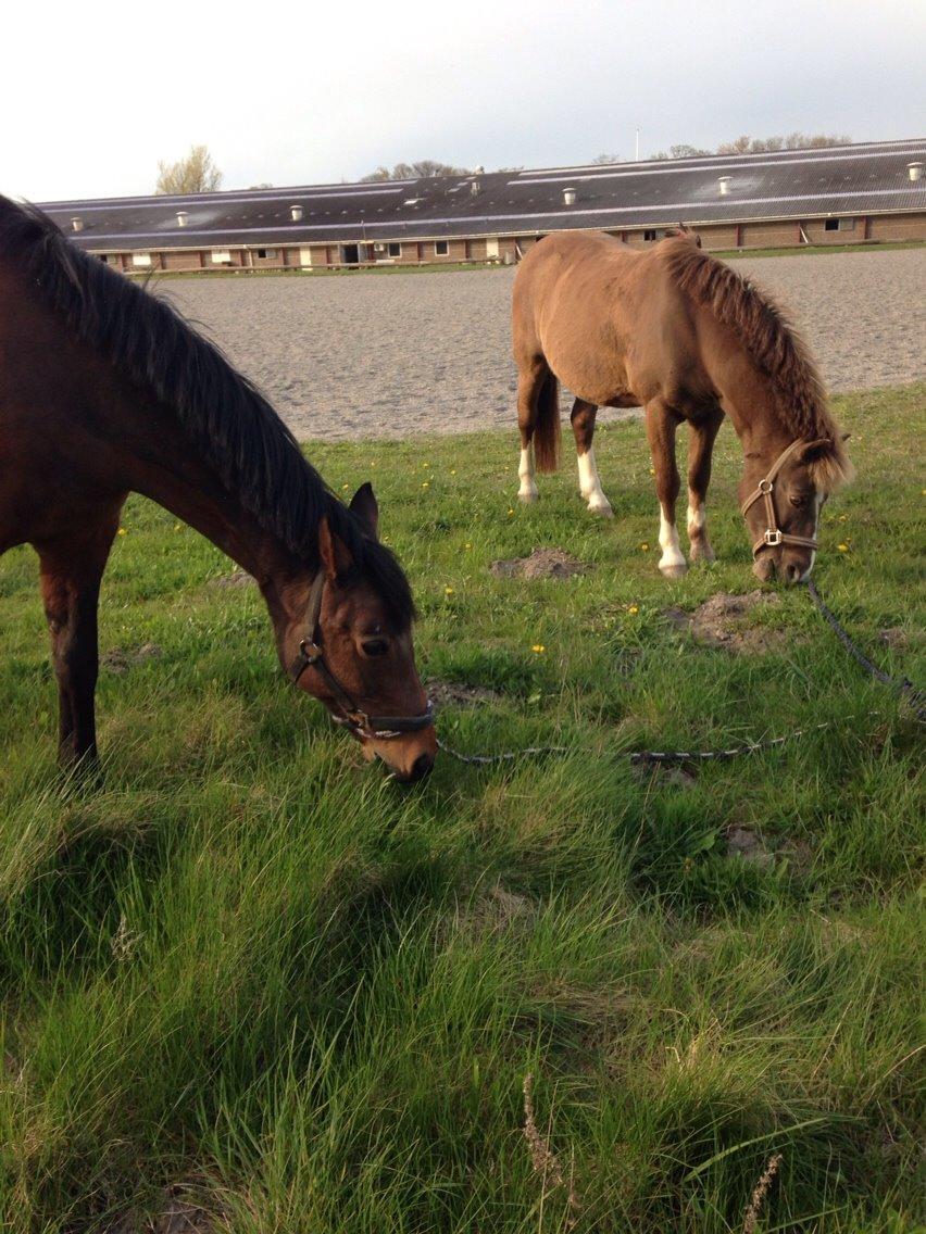 Anden særlig race Luna (Rideskolehest) solgt billede 8