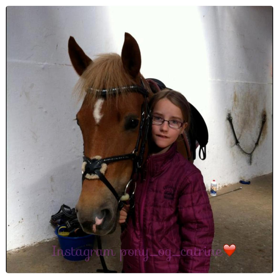 New Forest Kantje´s Isabella (Pony) - lige inden at vi skulle til at ride billede 9