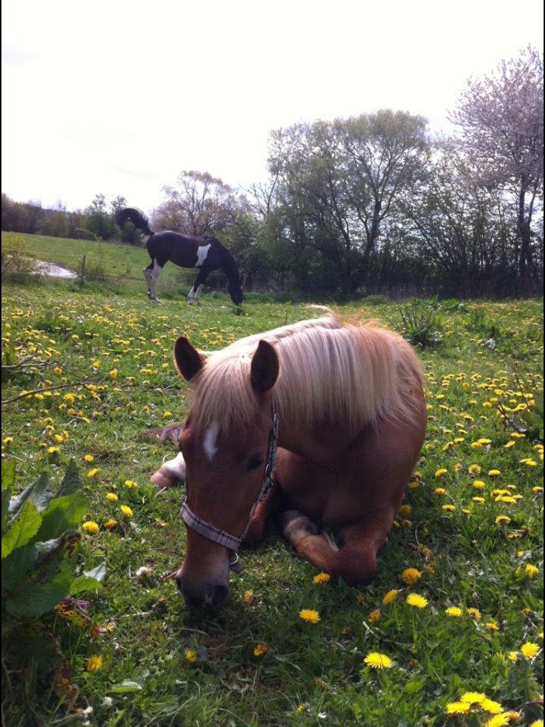 New Forest Kantje´s Isabella (Pony) - pony ligger på sin fold billede 12