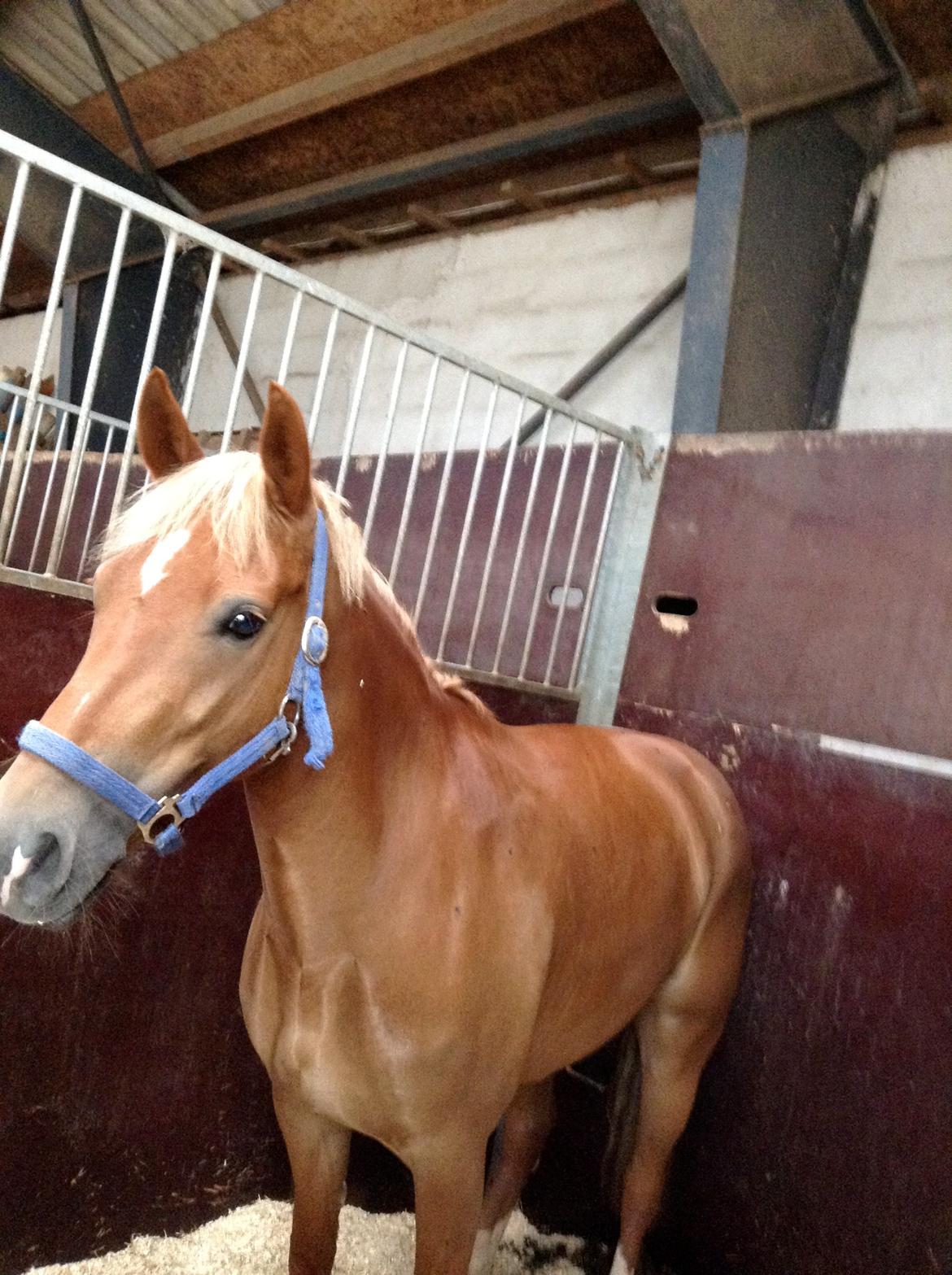 New Forest Kantje´s Isabella (Pony) - pony i boks billede 15