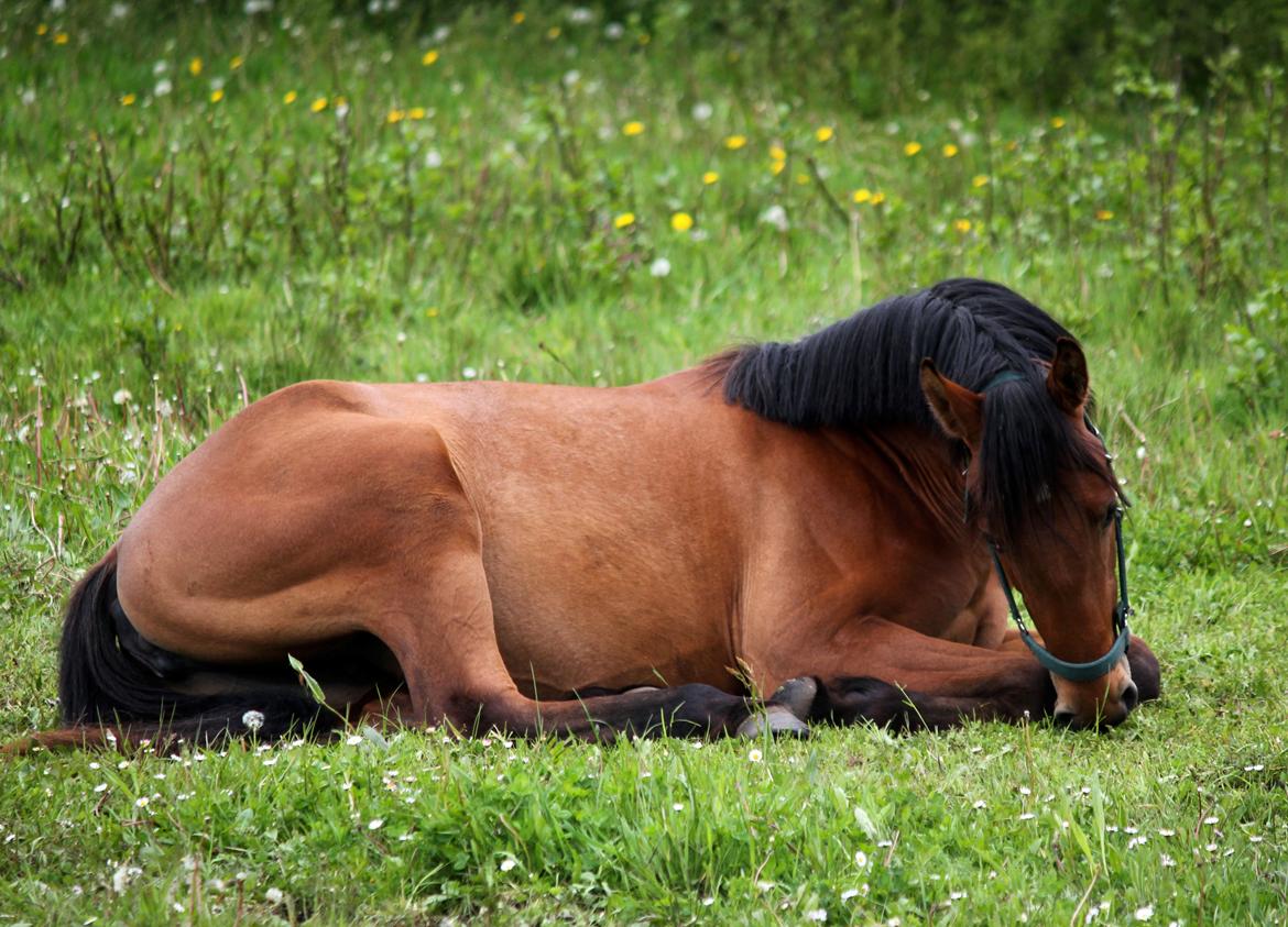 Dansk Varmblod Angel of music (SOLGT) *For evigt elsket <3* - NYT: Trætte Angel efter hestene er kommet på døgnfold :) billede 26