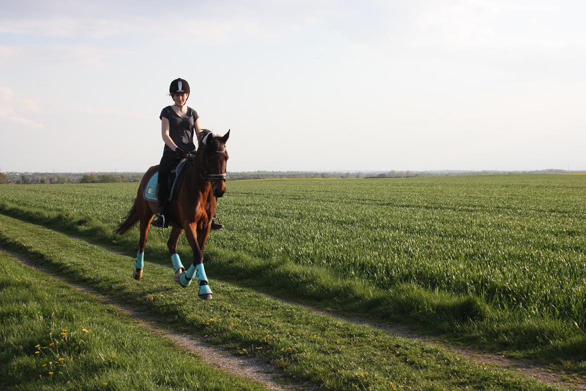 Anden særlig race Dücell - <33 billede 17