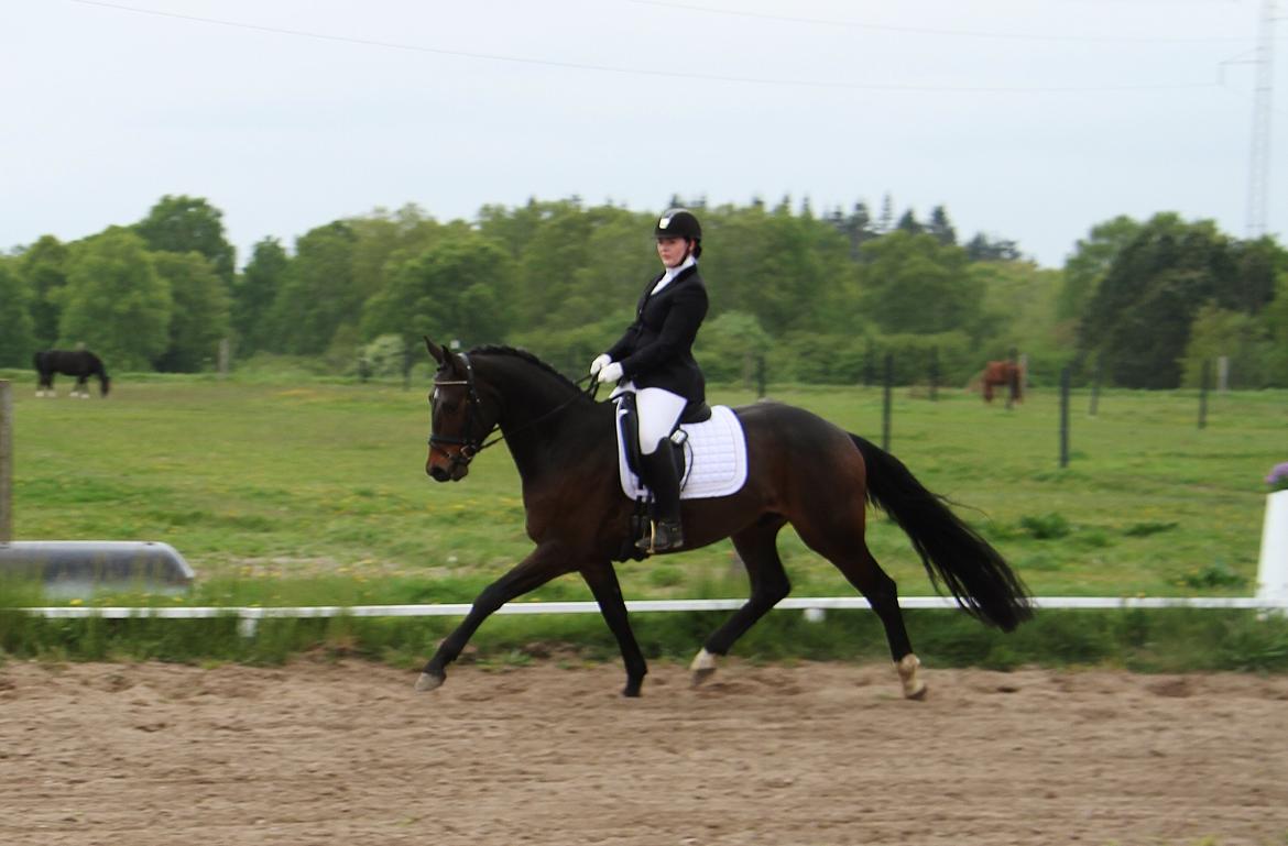 Dansk Varmblod Saigon - Babybøf til sit første stævne! LC1 16. maj 2015 Foto: Trine med mit kamera billede 2