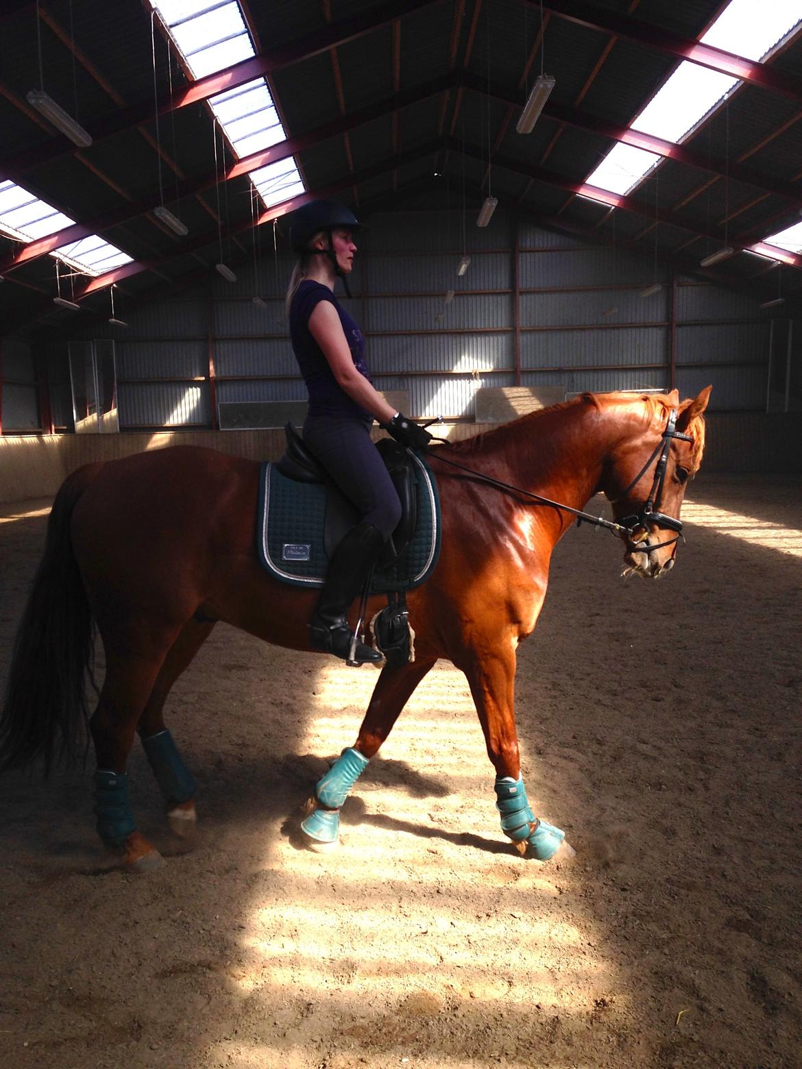 Anden særlig race Fiskegaardens Asterix billede 20