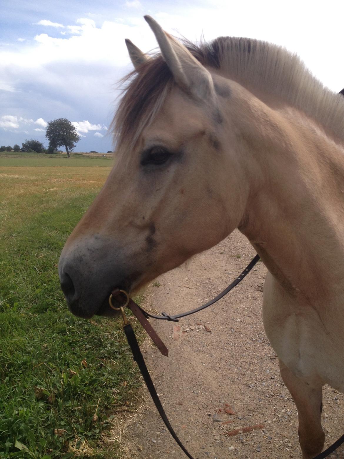 Fjordhest Gitte Fjord - Lippa - Lippa med sit merothbid :) billede 22