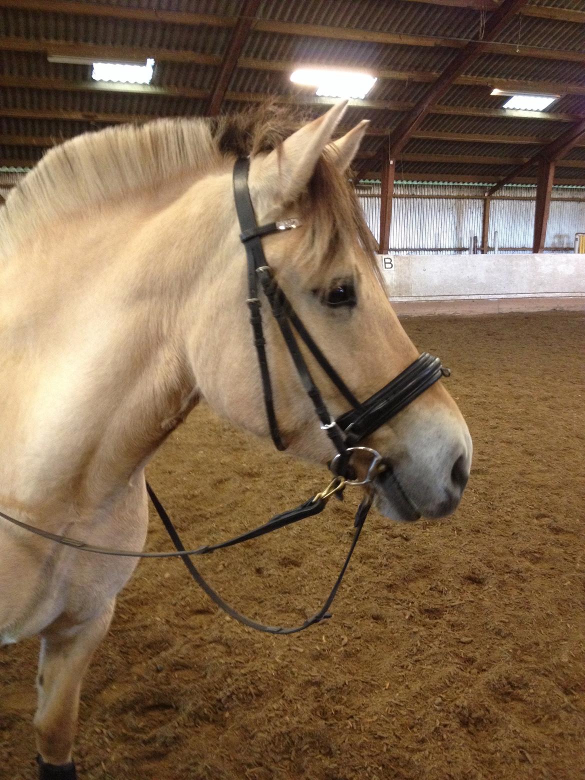 Fjordhest Gitte Fjord - Lippa billede 26