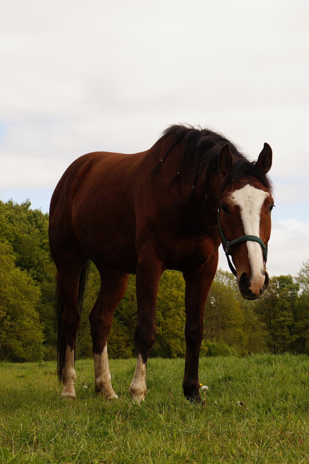 Dansk Varmblod Gade Drengen billede 4