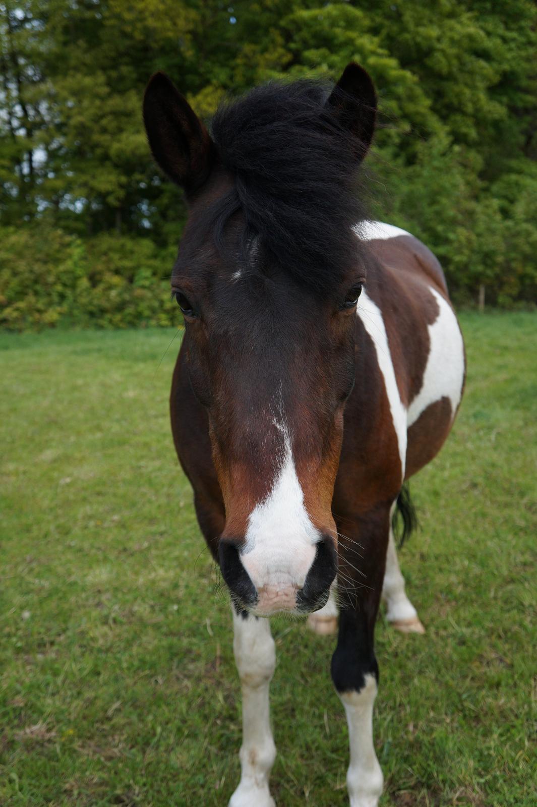 Pinto /Islænder   Futte billede 19