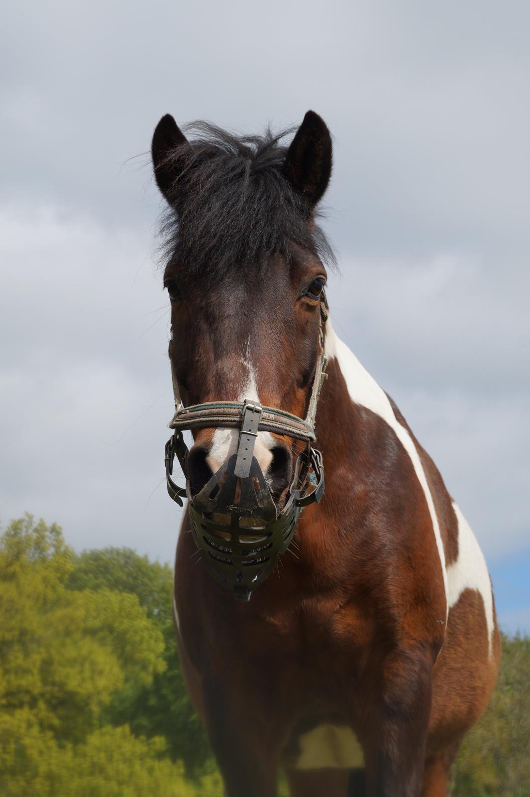 Pinto /Islænder   Futte billede 4