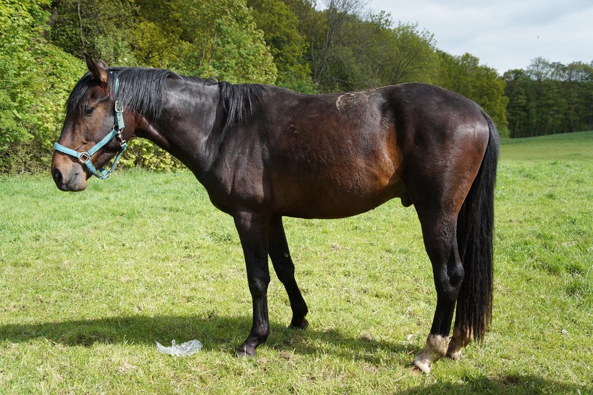 Dansk Varmblod Don Caramo billede 19