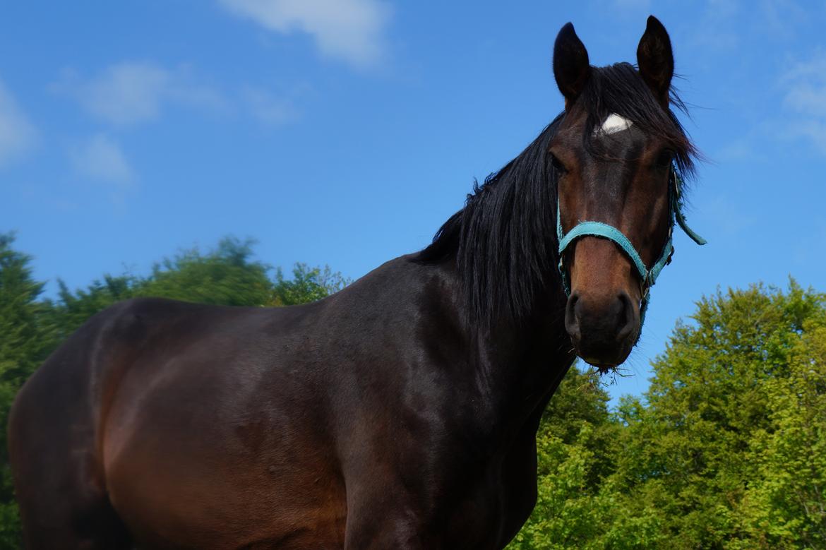 Dansk Varmblod Don Caramo - 2015 billede 2