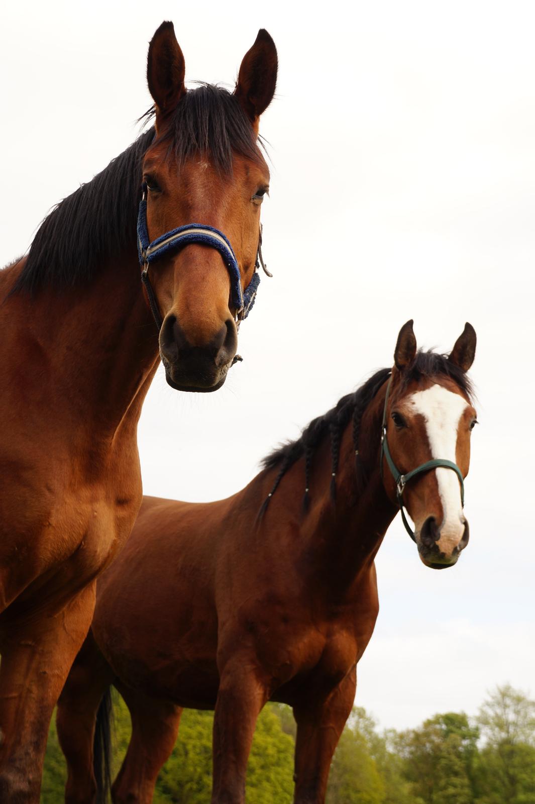 Dansk Varmblod Pinvigs Gambler -FAR's- billede 1