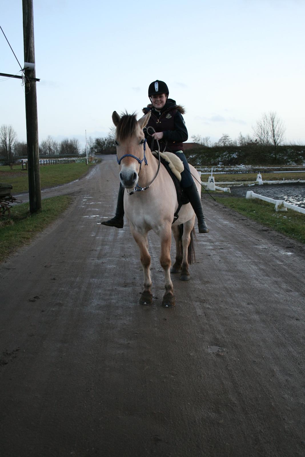 Fjordhest Gitte Fjord - Lippa - Etårsdag med Lippa <3 billede 30