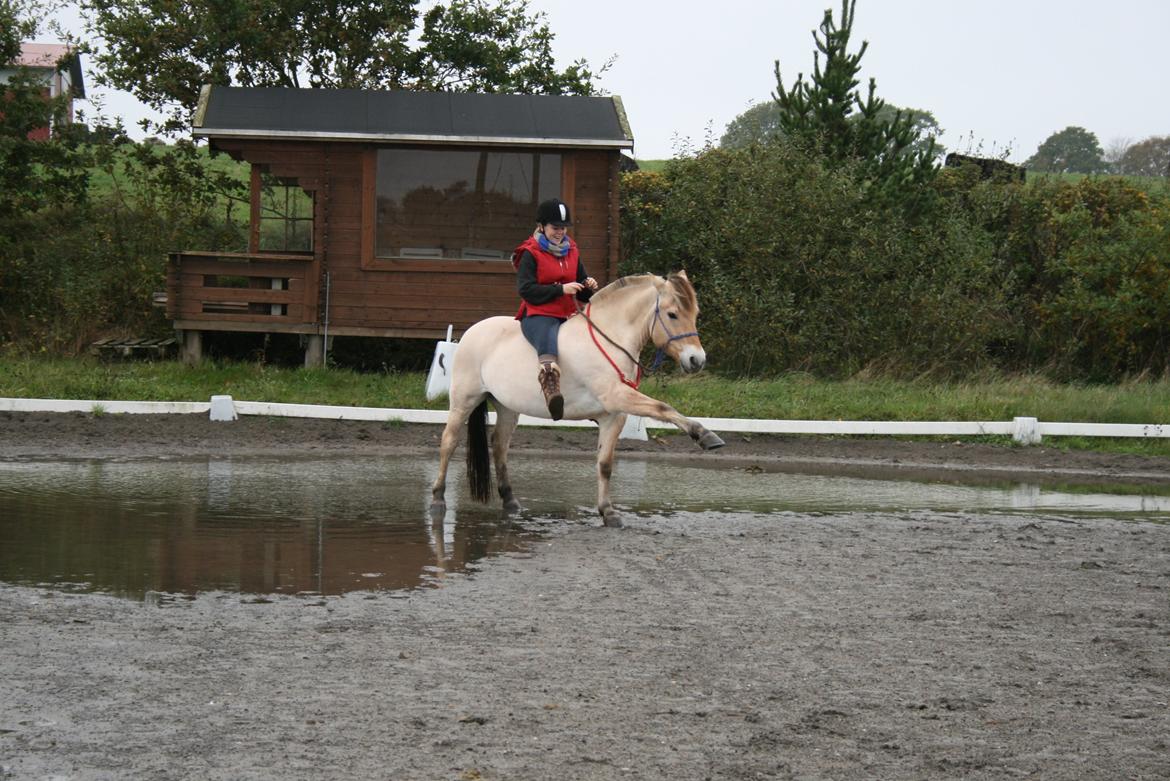Fjordhest Gitte Fjord - Lippa billede 33