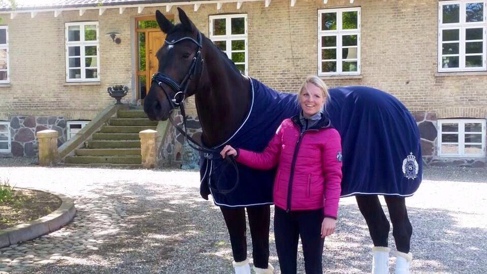 Dansk Varmblod Drisdals Co-Co Chanel RDH billede 15